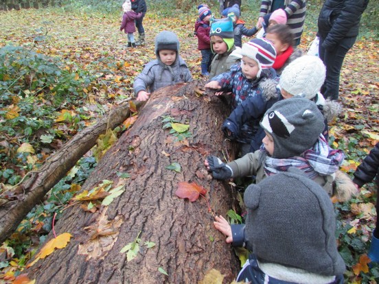 Le bois en automne.