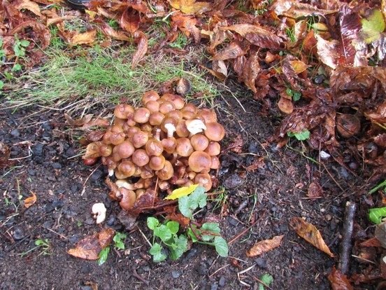 Le bois en automne.