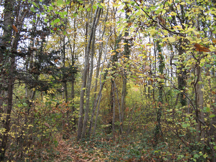 Sortie au Bois du Caprice