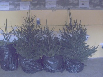 La vente de sapins à l'école.