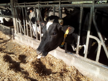 Visite à la ferme