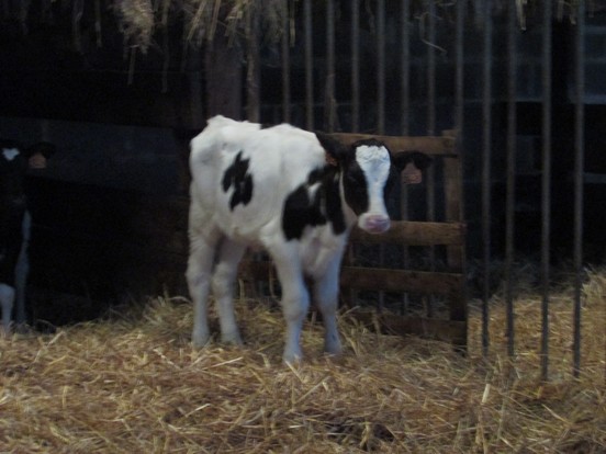 La vie à la ferme.