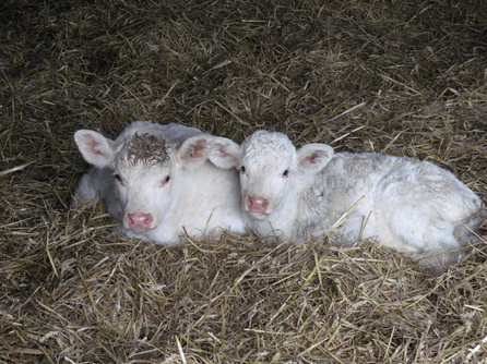 Visite de la Ferme Vergy