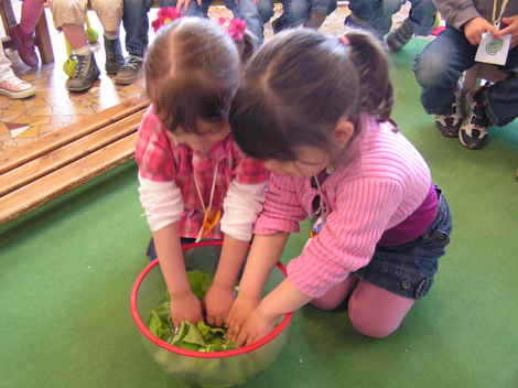 Les salades du jardin sont prêtes! Les salades du jardin sont prêtes!