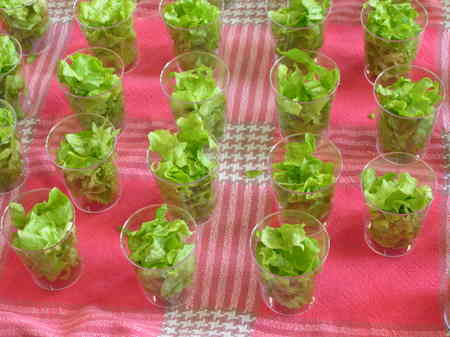 Les salades du jardin sont prêtes!