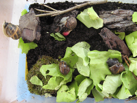 Elevage d'escargots                                                    Elevage d'escargots