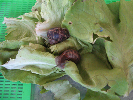 Elevage d'escargots                                                    Elevage d'escargots