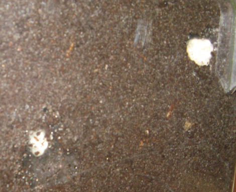 Elevage d'escargots                                                    Elevage d'escargots