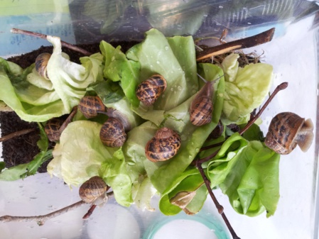 Elevage d'escargots Elevage d'escargots