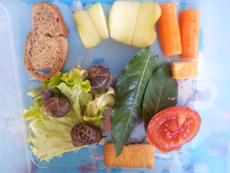 Elevage d'escargots Elevage d'escargots