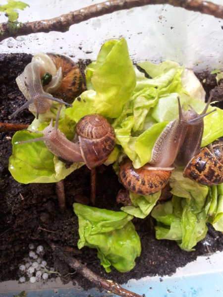 Elevage d'escargots Elevage d'escargots