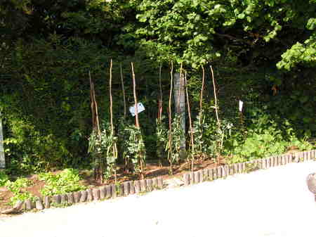 Les légumes poussent dans la jardin!