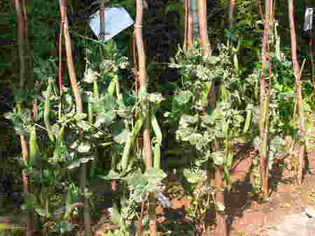 Les légumes poussent dans la jardin!