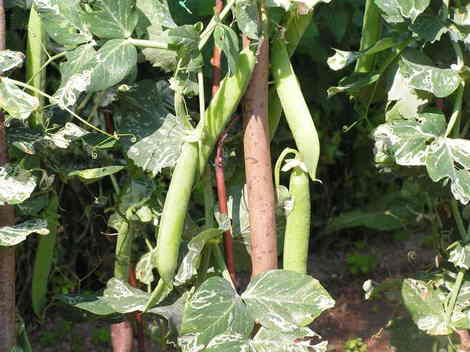 Les légumes poussent dans la jardin!