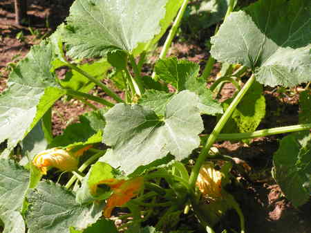 Les légumes poussent dans la jardin!