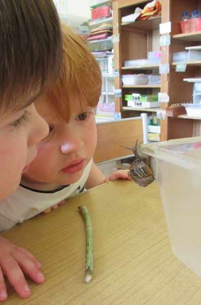 Observation des escargots... Observation des escargots...