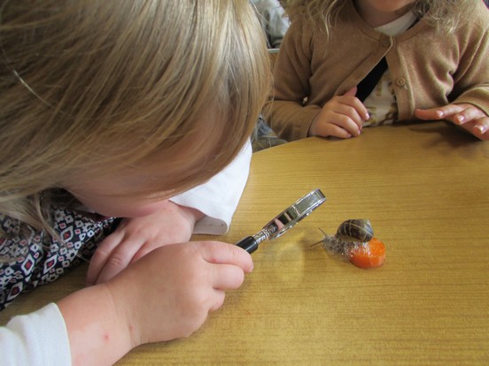 Observation des escargots... Observation des escargots...
