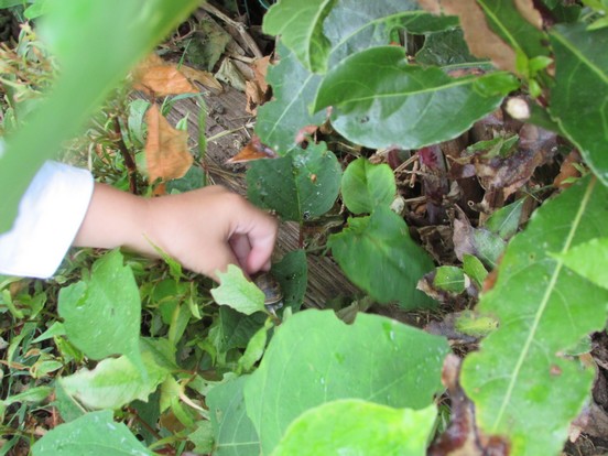 Observation des escargots... Observation des escargots...