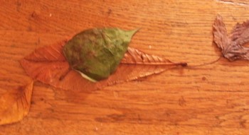 L'Automne est là L'Automne est là