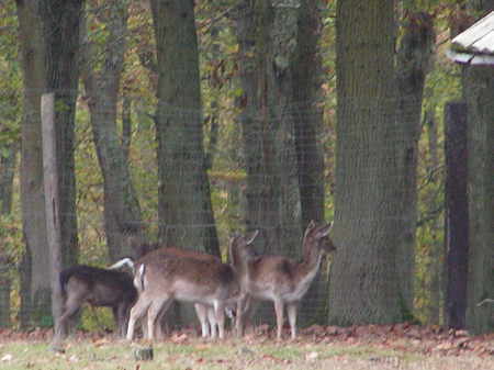 En promenade à Grimbosq