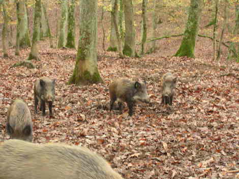 En promenade à Grimbosq En promenade à Grimbosq