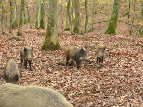 En promenade à Grimbosq