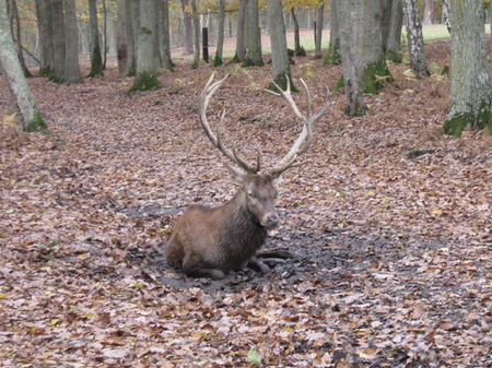 Rencontre de nos correspondants à la forêt de Grimbosq