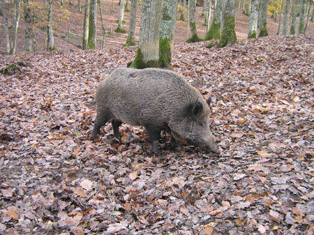 Rencontre de nos correspondants à la forêt de Grimbosq