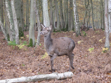 Rencontre de nos correspondants à la forêt de Grimbosq