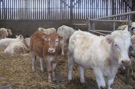 Visite de la ferme