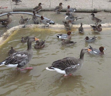 Visite de la ferme Visite de la ferme