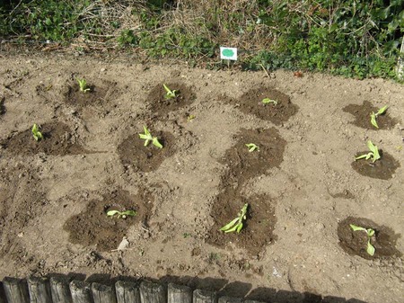 Jardinage en maternelle