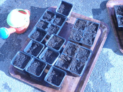 Préparation de semis Préparation de semis