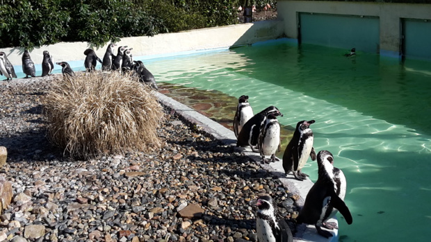 Visite au Zoo de Jurques Visite au Zoo de Jurques