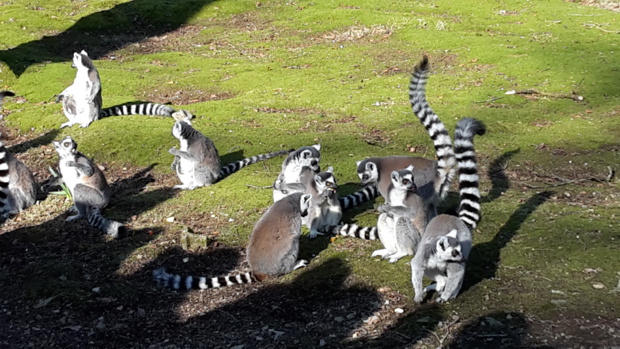 Visite au Zoo de Jurques Visite au Zoo de Jurques