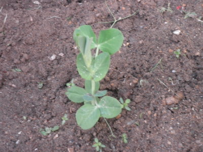 Les graines ont poussé! Les graines ont poussé!