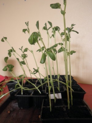 Les graines ont poussé! Les graines ont poussé!