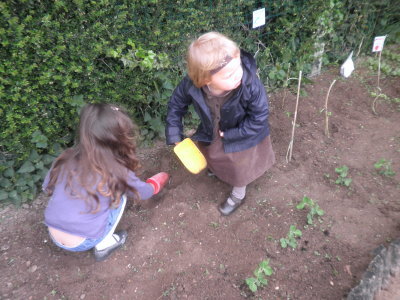 Les graines ont poussé! Les graines ont poussé!