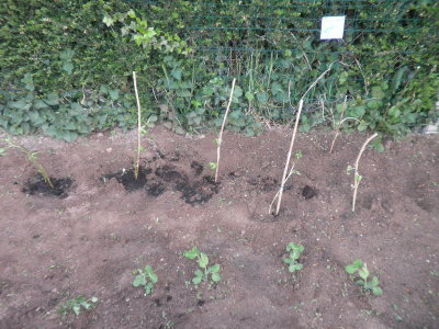 Les graines ont poussé! Les graines ont poussé!