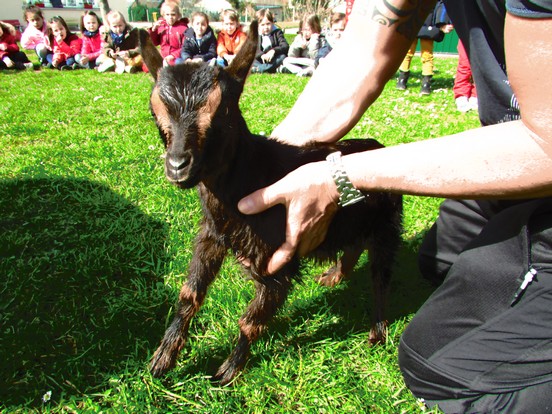 Deux petits chevreaux à l'école.