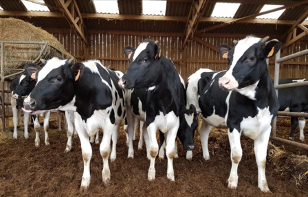 Visite à la ferme Visite à la ferme