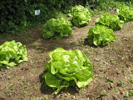 Les belles salades !