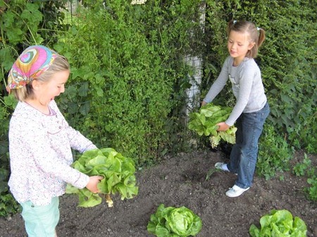 Les belles salades !