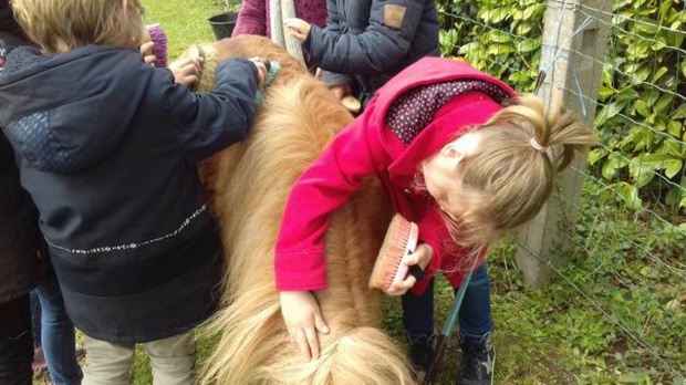 Découverte des poneys GS/CP Découverte des poneys GS/CP