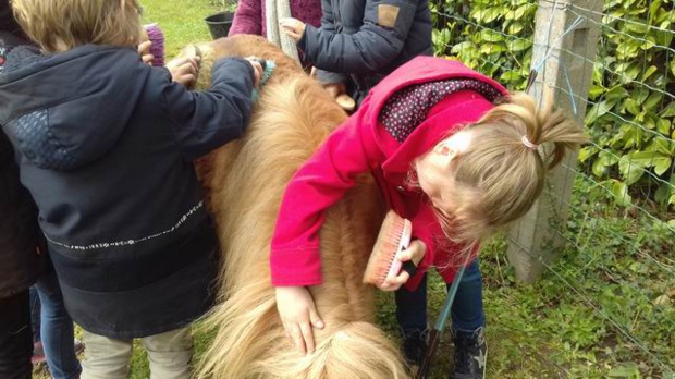 Découverte des poneys GS/CP