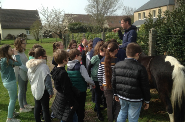 A la découverte du cheval A la découverte du cheval
