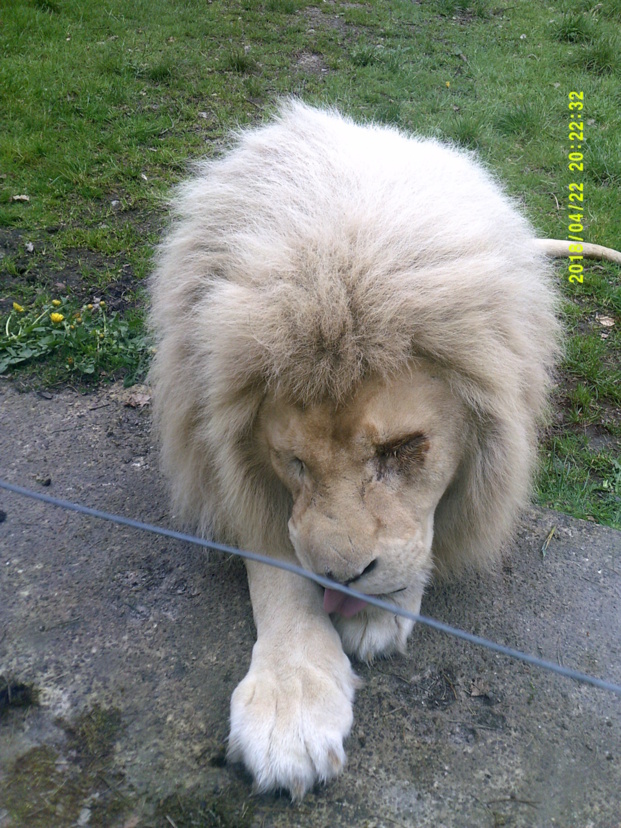 A la découverte du lion blanc A la découverte du lion blanc