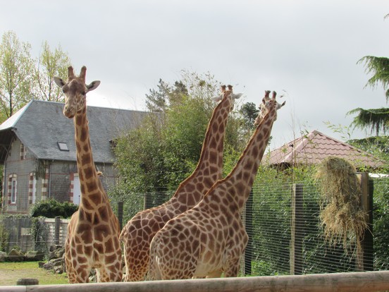 Les girafes au zoo de Jurques