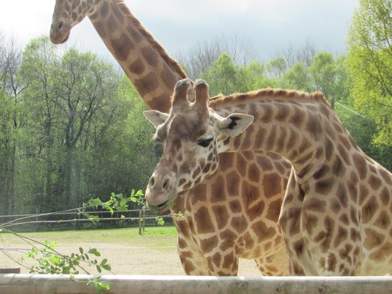 Les girafes au zoo de Jurques Les girafes au zoo de Jurques