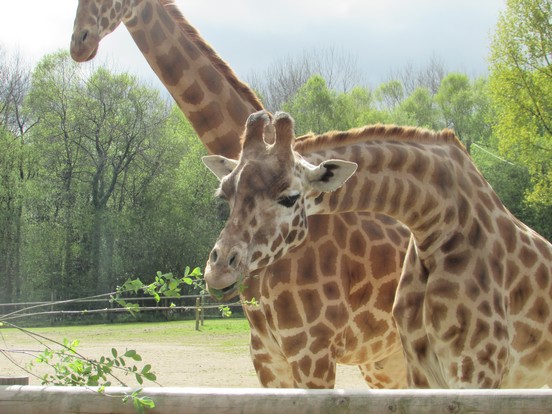 Les girafes au zoo de Jurques